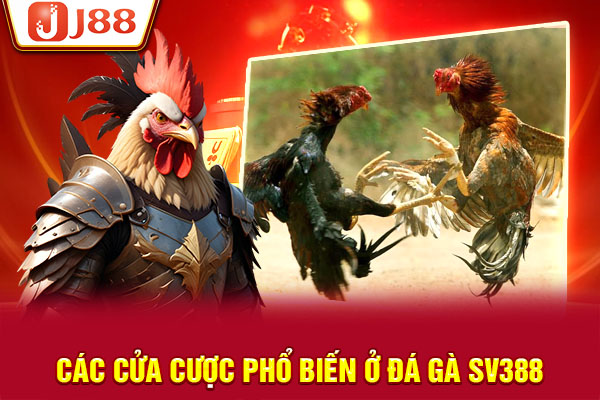 Các cửa cược phổ biến ở đá gà SV388 Các cửa cược phổ biến ở đá gà SV388