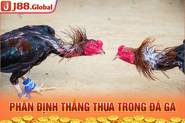 Phân định thắng thua trong đá gà Phân định thắng thua trong đá gà